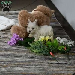 Willis/West Highland Terrier									Puppy/Male	/11 Weeks,Willis is a Pure bred West Highland White Terrior. He is being raised is a Loving Christain Country home. Willis is up to date on all vaccines wormings etc, Shipping is available. You are more than welcome to pick up at our house feel free to call or text us any time