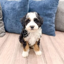 Jessabelle/Mini Sheepadoodle									Puppy/Female	/8 Weeks,Meet Jessabelle! This sweet and adorable F1B Mini Sheepadoodle is looking for a forever family!