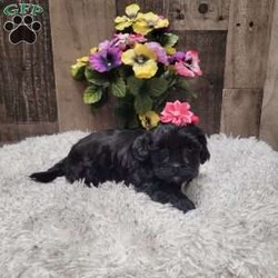 Midnight/Shih-Poo									Puppy/Female	/6 Weeks,Meet Midnight she is a real sweetheart and loves to give kisses. She is vet checked and up to date with vaccinations and dewormer. Call or message today to make her forever yours! License #4185 