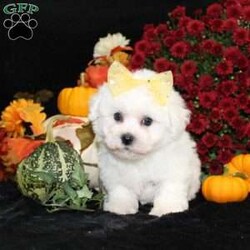 Jan/Bichon Frise									Puppy/Female	/34 Weeks,To contact the breeder about this puppy, click on the “View Breeder Info” tab above.