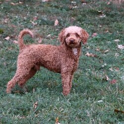 Daisy/Cockapoo									Puppy/Female	/11 Weeks,Meet the most darling F1B Cockapoo named Daisy! This girl is the definition of sweet and lovable—always ready to greet people with tail wags and snuggles. She has a playful side too, especially when there’s a toy involved or a new spot to explore. With her soft, wavy coat and warm eyes, she knows exactly how to melt hearts. Whether it’s joining in on adventures or curling up for a cozy nap, this little one may just be the perfect little sidekick for your family!