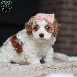 Daisy/Cockapoo									Puppy/Female	/11 Weeks,Meet the most darling F1B Cockapoo named Daisy! This girl is the definition of sweet and lovable—always ready to greet people with tail wags and snuggles. She has a playful side too, especially when there’s a toy involved or a new spot to explore. With her soft, wavy coat and warm eyes, she knows exactly how to melt hearts. Whether it’s joining in on adventures or curling up for a cozy nap, this little one may just be the perfect little sidekick for your family!