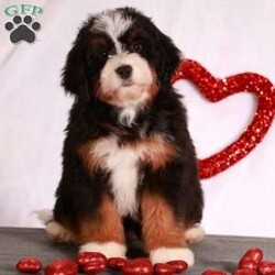 Myla/Mini Bernedoodle									Puppy/Female	/15 Weeks,Meet Myla! She is an amazing little girl. She has absolutely stunning Bernese markings but she also has the benefit of being hypoallergenic! She will have a beautiful thick wavy coat when she is full grown. We expect her to be around 30-40 pounds full grown. Myla is very outgoing and can’t wait for her next adventure! She is a little love bug and she loves to give kisses. If your looking for a great family dog or hiking companion, Myla is your girl! We would love to have you come visit her! Reach out to us by call or text at to set up a in person visit or a Zoom call if that fits your schedule better. Such an amazing little girl won’t be available long! Both of Myla’s parents are they are very healthy dogs! So we have very high expectations for Myla and we want her to have a great life with a great family! Myla will also come home with all of her vaccinations and deworming up-to-date, a doctors health certificate, and a two year genetic health guarantee. She will also be microchipped.