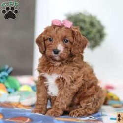Brielle/Cavapoo									Puppy/Female	/6 Weeks,Meet Brielle—your soon-to-be best friend! This darling Cavapoo puppy is full of sweetness, charm, and a whole lot of love. With her soft, fluffy coat, bright curious eyes, and irresistible little face, she’s sure to capture your heart instantly. Brielle adores attention and spends her days happily playing, exploring, and snuggling up for cozy naps. Her affectionate, cheerful personality makes her the perfect companion, and she’ll gladly follow you wherever you go, always ready to share love and cuddles. If you’re searching for a loyal, playful pup to fill your home with joy, Brielle could be the perfect match!
