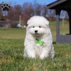 Leo/Samoyed									Puppy/Male	/8 Weeks,Meet Leo, a stunning Samoyed puppy with a bright personality and a heart full of love! With his fluffy white coat, sparkling eyes, and signature Samoyed smile, this handsome little guy is sure to capture attention wherever he goes.