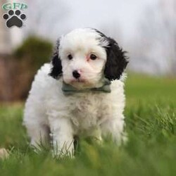 Mason/Cavapoo									Puppy/Male	/7 Weeks,Hi, I’m Mason! I’m a tiny bundle full of love and curiosity. I’m a F1 Cavapoo with the sweetest little face and the softest coat—perfect for cozy snuggles by the fireplace. I’m full of energy but gentle at heart, and I love spreading joy wherever I go. Every little adventure feels like a celebration to me! With my loving personality, I’m sure to brighten any home. I’m eager to learn, I love being around people, and I’ll quickly become your loyal best friend who fits right into your heart and home.