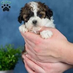 Quilla/Teddy Bear									Puppy/Female	/13 Weeks,Quilla is pure sweetness with a fluffy brown and white coat and the most lovable teddy bear look. Her warm coloring gives her a cozy, classic puppy appearance, and her soft texture makes her impossible not to cuddle. Quilla has that “pick me up and hug me” vibe that teddy bear puppies are known for.