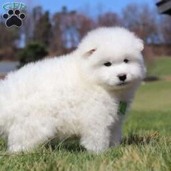 Leo/Samoyed									Puppy/Male	/8 Weeks,Meet Leo, a stunning Samoyed puppy with a bright personality and a heart full of love! With his fluffy white coat, sparkling eyes, and signature Samoyed smile, this handsome little guy is sure to capture attention wherever he goes.