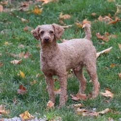 Mickey/Cavapoo									Puppy/Male	/7 Weeks,Introducing Mickey, a sweet little Cavapoo who is as lovable as they come! This darling boy is always ready to greet everyone with happy tail wags and cozy snuggles. He has a playful side too—especially when there’s a toy to chase or a new place to explore. With his soft, wavy coat and warm, expressive eyes, Mickey has a way of melting hearts wherever he goes. Whether he’s tagging along on little adventures or curling up for a peaceful nap, he’s the perfect tiny companion to bring love and joy into your home.