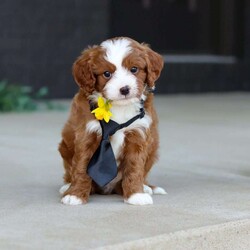 Bruno/Cavapoo									Puppy/Male	/8 Weeks,Meet Bruno! This sweet Cavapoo puppy is more than just adorable! he’s full of personality, energy, and unconditional love. Always playful and curious, he loves exploring new places, chasing toys, and discovering the world around him. At the end of the day, he’s happiest snuggling up for a cozy cuddle, ready to melt your heart with his gentle nature. He is the perfect mix of fun and affection, making him a wonderful companion for families, singles, or anyone looking for a loyal loving friend.