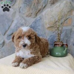 Jewel/Mini Aussiedoodle									Puppy/Female	/13 Weeks,Say hello to this adorable Mini-Aussiedoodle puppy! The mother, Angie is also a Mini-Aussiedoodle and the father, Ranger is a Mini-Poodle! Each puppy comes up to date on shots and dewormer, and is also vet checked. They also each come with a 30-day health guarantee. To learn more about our puppies, contact us today!