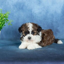 Quilla/Teddy Bear									Puppy/Female	/13 Weeks,Quilla is pure sweetness with a fluffy brown and white coat and the most lovable teddy bear look. Her warm coloring gives her a cozy, classic puppy appearance, and her soft texture makes her impossible not to cuddle. Quilla has that “pick me up and hug me” vibe that teddy bear puppies are known for.