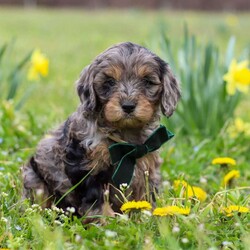 Gabriel/Cavapoo									Puppy/Male	/7 Weeks,Introducing a sweet little Cavapoo named Gabriel! This boy is the definition of cute and lovable—always ready to greet people with tail wags and snuggles. He has a playful side too, especially when there’s a toy involved or a new spot to explore. With his soft, wavy coat and warm eyes, he knows exactly how to melt hearts. Whether it’s joining in on adventures or curling up for a cozy nap, this little one is the perfect little sidekick for your family!