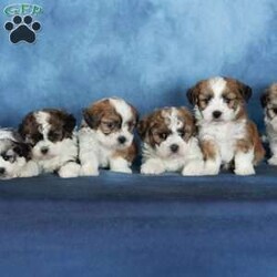 Quilla/Teddy Bear									Puppy/Female	/13 Weeks,Quilla is pure sweetness with a fluffy brown and white coat and the most lovable teddy bear look. Her warm coloring gives her a cozy, classic puppy appearance, and her soft texture makes her impossible not to cuddle. Quilla has that “pick me up and hug me” vibe that teddy bear puppies are known for.