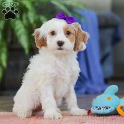 Chloe/Cockapoo									Puppy/Female	/10 Weeks,Meet Chloe, an adorable Cockapoo puppy with a beautiful, fluffy coat and an outgoing personality that’s impossible to resist! She loves being around people and is always ready for playtime, cuddles, or tagging along on your daily adventures. Chloe’s cheerful, friendly nature makes her a wonderful companion for families, couples, or individuals alike.