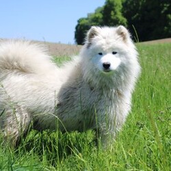 Leo/Samoyed									Puppy/Male	/8 Weeks,Meet Leo, a stunning Samoyed puppy with a bright personality and a heart full of love! With his fluffy white coat, sparkling eyes, and signature Samoyed smile, this handsome little guy is sure to capture attention wherever he goes.