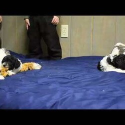 Pebbles/Cockapoo									Puppy/Female	/December 1st, 2025,Pebbles is a playful Cockapoo puppy with a sweet disposition. This cutie-pie is socialized, family raised with children, and ready to meet you! Pebbles has been seen by a vet and is up to date on shots and de-wormer, plus comes home with a health guarantee provided by the breeder.