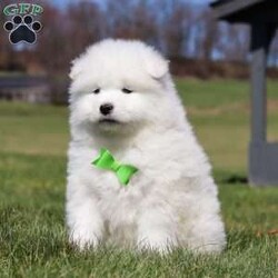 Leo/Samoyed									Puppy/Male	/8 Weeks,Meet Leo, a stunning Samoyed puppy with a bright personality and a heart full of love! With his fluffy white coat, sparkling eyes, and signature Samoyed smile, this handsome little guy is sure to capture attention wherever he goes.