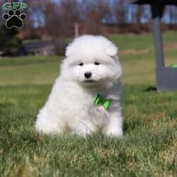 Leo/Samoyed									Puppy/Male	/8 Weeks,Meet Leo, a stunning Samoyed puppy with a bright personality and a heart full of love! With his fluffy white coat, sparkling eyes, and signature Samoyed smile, this handsome little guy is sure to capture attention wherever he goes.