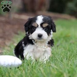 Queen/Cavachon									Puppy/Female	/6 Weeks,Say hello to Queen, our sweet little Cavachon girl! She’s got the softest coat and the most loving personality. Cavachons are a mix between a Cavalier King Charles Spaniel and a Bichon Frise, and they’re known for being super affectionate, gentle, and great with just about everyone.