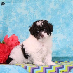 Almond Joy/Toy Poodle									Puppy/Male	/9 Weeks,Fudge, our little chocolate daddy weighs in at 7 lb. He is so adorable, always watchful, ready and waiting for playtime. He is so smart, he will miss nothing. Rosa, our mommy weighs in at 12 lbs. She is such a jewel — very smart and fun loving; and always ready for some play. These little ones are well socialized, playful and loving, just waiting to give you lots of joy! They are up to date on their vaccinations and dewormings and have been vet checked. Feel free to call with questions, or to set up a time to come visit them. Thanks,