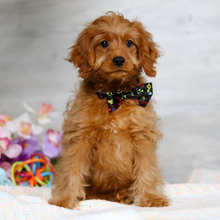 Adopt a dog:Austin//Female/January 3, 2026,Hi, I'm Austin! I'm a 13-week-old male Cavapoo. My dad is a Poodle and my mom is a Cavalier King Charles Spaniel. I have a beautiful red coat, and I was born on January 3. I am ready now to plan my trip to my forever family. Once I reach my adult size, I'm expected to weigh between 16–20 lbs. My tail wags for the thought of being part of a lovely family.