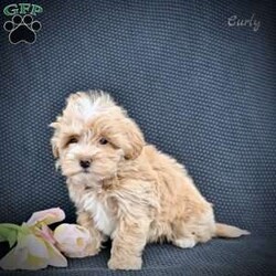 Curly/Maltipoo									Puppy/Male	/9 Weeks,These adorable Maltipoo puppies are looking for loving, forever homes where they will be cherished members of the family. A perfect blend of Poodle and Maltese, these sweet little companions are known for their affectionate nature, intelligence, and playful personalities. They are family raised in a caring environment and have been well socialized, making them friendly, gentle, and comfortable around people of all ages.