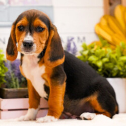 Adopt a dog:Logan//Female/January 19, 2026,Hi, I'm Logan! I'm an 11-week-old male Beagle with a beautiful black, tan & white coat, born on January 19. I am ready now to plan my trip to my forever family. Once I reach my adult size, I'm expected to weigh between 15–35 lbs. I'm UABR registered. My heart is full of love, and I'm ready to share it with you.