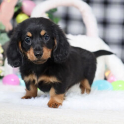 Adopt a dog:Ellie//Female/January 27, 2026,Hi, I'm Ellie! I'm a 10-week-old female Dachshund with a beautiful black & tan coat, born on January 27. I'll be ready to go home to my forever family after March 24, once I'm grown enough to leave my litter. I'm ACA registered. I can't wait to share my puppy love and silly quirks with you.