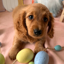 Adopt a dog:Happy//Female/January 31, 2026,Hi, I'm Happy! I'm a 9-week-old male Dachshund with a beautiful red coat, born on January 31. I am ready now to plan my trip to my forever family. I'm AKC registered. My vet says I'm growing strong and healthy, just waiting to play with my forever family.