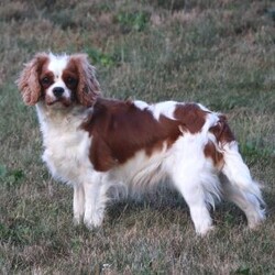 Navy/Cavapoo									Puppy/Female	/February 15th, 2026,Navy the Cavapoo, call, text or email to schedule a meet, she will grow to around 15 pounds with a beautiful non shed coat