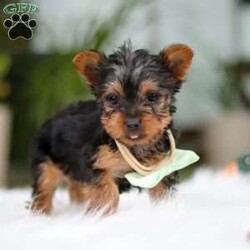 Trevor/Yorkie									Puppy/Male	/14 Weeks,Meet Trevor, the most darling little ACA Yorkshire Terrier you’ll ever encounter! With his soft, black & tan coat and twinkling eyes, she’s a picture of pure charm. He boasts a spunky yet sweet personality, he loves cozy snuggles as much as he does active play sessions. Yorkies are often described as loyal, intelligent and feisty dogs; despite their tiny size, they have big personalities and tend to steal the spotlight with their confident demeanor. He is the perfect blend of affection and sass, making his an irresistible companion for anyone lucky enough to welcome his into their home!