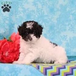 Almond Joy/Toy Poodle									Puppy/Male	/13 Weeks,Fudge, our little chocolate daddy weighs in at 7 lb. He is so adorable, always watchful, ready and waiting for playtime. He is so smart, he will miss nothing. Rosa, our mommy weighs in at 12 lbs. She is such a jewel — very smart and fun loving; and always ready for some play. These little ones are well socialized, playful and loving, just waiting to give you lots of joy! They are up to date on their vaccinations and dewormings and have been vet checked. Feel free to call with questions, or to set up a time to come visit them. Thanks,