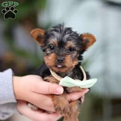 Trevor/Yorkie									Puppy/Male	/14 Weeks,Meet Trevor, the most darling little ACA Yorkshire Terrier you’ll ever encounter! With his soft, black & tan coat and twinkling eyes, she’s a picture of pure charm. He boasts a spunky yet sweet personality, he loves cozy snuggles as much as he does active play sessions. Yorkies are often described as loyal, intelligent and feisty dogs; despite their tiny size, they have big personalities and tend to steal the spotlight with their confident demeanor. He is the perfect blend of affection and sass, making his an irresistible companion for anyone lucky enough to welcome his into their home!