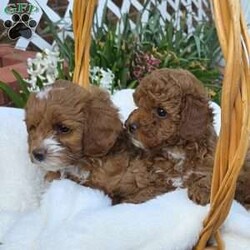 Jenny/Cavapoo									Puppy/Female	/8 Weeks,Watch out for this girl– she’ll have you wrapped around her little paw in a heartbeat! Playful as she is pretty, this baby doll loves to cuddle on your lap after a good day of fun in the sun! Jenny will do well one on one, with a couple, or in a family of any size, especially one looking for a sweet little pup who’s looking to love and be loved!