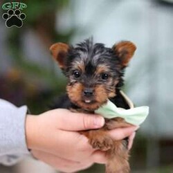 Trevor/Yorkie									Puppy/Male	/14 Weeks,Meet Trevor, the most darling little ACA Yorkshire Terrier you’ll ever encounter! With his soft, black & tan coat and twinkling eyes, she’s a picture of pure charm. He boasts a spunky yet sweet personality, he loves cozy snuggles as much as he does active play sessions. Yorkies are often described as loyal, intelligent and feisty dogs; despite their tiny size, they have big personalities and tend to steal the spotlight with their confident demeanor. He is the perfect blend of affection and sass, making his an irresistible companion for anyone lucky enough to welcome his into their home!