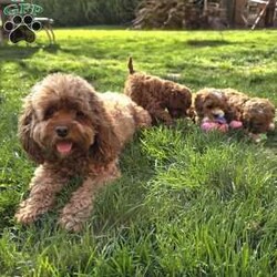 Jenny/Cavapoo									Puppy/Female	/8 Weeks,Watch out for this girl– she’ll have you wrapped around her little paw in a heartbeat! Playful as she is pretty, this baby doll loves to cuddle on your lap after a good day of fun in the sun! Jenny will do well one on one, with a couple, or in a family of any size, especially one looking for a sweet little pup who’s looking to love and be loved!