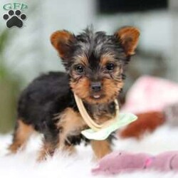 Trevor/Yorkie									Puppy/Male	/14 Weeks,Meet Trevor, the most darling little ACA Yorkshire Terrier you’ll ever encounter! With his soft, black & tan coat and twinkling eyes, she’s a picture of pure charm. He boasts a spunky yet sweet personality, he loves cozy snuggles as much as he does active play sessions. Yorkies are often described as loyal, intelligent and feisty dogs; despite their tiny size, they have big personalities and tend to steal the spotlight with their confident demeanor. He is the perfect blend of affection and sass, making his an irresistible companion for anyone lucky enough to welcome his into their home!