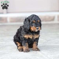 Reese/Cavapoo									Puppy/Female	/February 22nd, 2026,Reese is a sweetheart raised with the kind of love and care that a puppy needs for a great start in life! She also enjoys special diet for optimal health. Call, text or email to schedule your meet with this sweet girl! (we also offer facetime meetings)