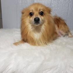 Theo/Pomeranian									Puppy/Male	/8 Weeks,Theo is a sweet pomeranian puppy with a friendly disposition. This cutie is being family raised and is well socialized with children. Theo loves to play and will be so happy to meet you! He has been vet checked and is up-to-date on shots and deworming. To hear more about this wonderful little puppy or to schedule a visit please feel free to give us a call or send us a text and we’ll be happy to help you. 