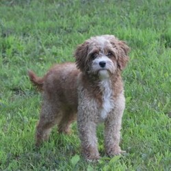 Reese/Cavapoo									Puppy/Female	/February 22nd, 2026,Reese is a sweetheart raised with the kind of love and care that a puppy needs for a great start in life! She also enjoys special diet for optimal health. Call, text or email to schedule your meet with this sweet girl! (we also offer facetime meetings)