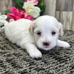 Adopt a dog:Vero/Havanese/Female/March 23, 2026,Hi, I'm Vero! I'm a 4-week-old male Havanese with a beautiful cream coat, born on March 23. I'll be ready to go home to my forever family after May 18, once I'm grown enough to leave my litter. When I reach my adult size, I should weigh between 12–16 lbs. I'm AKC registered. I'm all ready to be your new best friend and bring joy to your days.