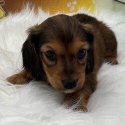 Adopt a dog:Mace/Dachshund/Female/March 6, 2026,Hi, I'm Mace! I'm a 6-week-old male Dachshund with a beautiful red coat, born on March 6. I'll be ready to go home to my forever family after May 1, once I'm grown enough to leave my litter. I'm AKC registered. I'm all ready to be your new best friend and bring joy to your days.