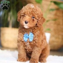 Bean/Miniature Poodle									Puppy/Male	/9 Weeks,Meet Bean, an AKC Miniature Poodle puppy with a soft, curly coat and an alert, intelligent expression. He has a balanced personality—enjoying playtime and interaction, while also settling down easily for quiet moments. Bean is active, curious, and responds well to attention, making him a good fit for a variety of home environments.