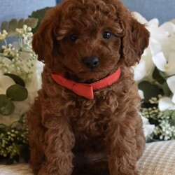 Miles/Toy Poodle									Puppy/Male	/9 Weeks,Beautiful litter of AKC Registered Red Poodle Pups, as you can see they are absolutely stunning with gorgeous dark red curly soft coats, beautiful head and bone structure, clear expressive eyes and beautiful top line and movement, if you have been looking for a top quality red poodle look no further, this litter is stunning, they are super sweet and easy going, not hyper active but playful and silly and settle down when you just want to relax, they are very smart and already potty pad trained, they have been fed premium food and filtered water since being weaned, my male pups will mature in the 7 to 10 lbs range and my girls mature in the 6 to 8 lbs range, you are welcome to come to my home and meet the pups and their parents, if you are not in the immediate area we can meet at a halfway point as long as its a reasonable distance, pups of this quality go fast so if you are serious and interested call or text please don’t email I will never see it. 