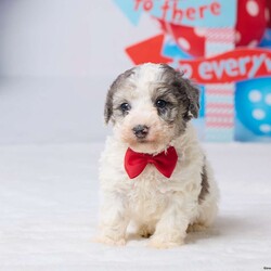 Rocky/Miniature Poodle									Puppy/Male	/7 Weeks,Meet Rocky, a sweet Mini Poodle puppy ready to find his forever home! He has been vet checked, is up to date on all his shots, and is off to a healthy start. Rocky has a gentle, loving personality and enjoys both playtime and cuddles. He’s the perfect little companion to bring joy and warmth into your home. Don’t miss the chance to make this adorable boy part of your family! His mom, Patches (a Mini Poodle, 13 lbs), and dad, All Star (a Mini Poodle, 14 lbs), both have gentle, friendly personalities. Macy is ready to fill your home with love, cuddles, and happy moments.