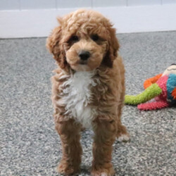 Adopt a dog:Skye/Goldendoodle/Female/February 7, 2026,Hi, I'm Skye! I'm a 10-week-old male Goldendoodle. My dad is a Poodle and my mom is a Goldendoodle. I have a beautiful red coat, and I was born on February 7. I am ready now to plan my trip to my forever family. I absolutely love to have my tummy rubbed! I love it so much that I will melt in your arms while you do it.