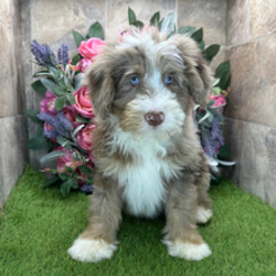 Adopt a dog:Bug/Bernedoodle/Female/February 2, 2026,Hi, I'm Bug! I'm an 11-week-old male Bernedoodle. My dad is a Bernedoodle and my mom is a Bernedoodle. I have a beautiful chocolate merle & white coat, and I was born on February 2. I am ready now to plan my trip to my forever family. I'm CKC registered. My bags are packed because my breeder told me that I am going to go start the adventure of my life with my forever family.