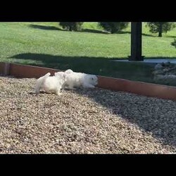 Macy/Havachon									Puppy/Female	/8 Weeks,Meet Macy, a sweet little Havachon puppy ready to find her forever home. She has been vet checked and is up to date on all her shots, giving her a great, healthy start. Macy is playful, loving, and enjoys being around people, making her a perfect fit for a family. Her mom, Snow Ball (a Bichon Frise, 10 lbs), and dad, Barney (a Havanese, 12 lbs), both have gentle, friendly personalities. Macy is ready to fill your home with love, cuddles, and happy moments.