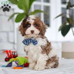 Emmett/Cockapoo									Puppy/Male	/11 Weeks,Introducing an adorable F1 Cockapoo named Emmett! This boy is the definition of sweet and lovable—always ready to greet people with tail wags and snuggles. He has a playful side too, especially when there’s a toy involved or a new spot to explore. With his soft, wavy coat and warm eyes, he knows exactly how to melt hearts. Whether it’s joining in on adventures or curling up for a cozy nap, this little one may just be the perfect little sidekick for your family!